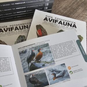 guía fotográfica de avifauna del centro y sur de chile
