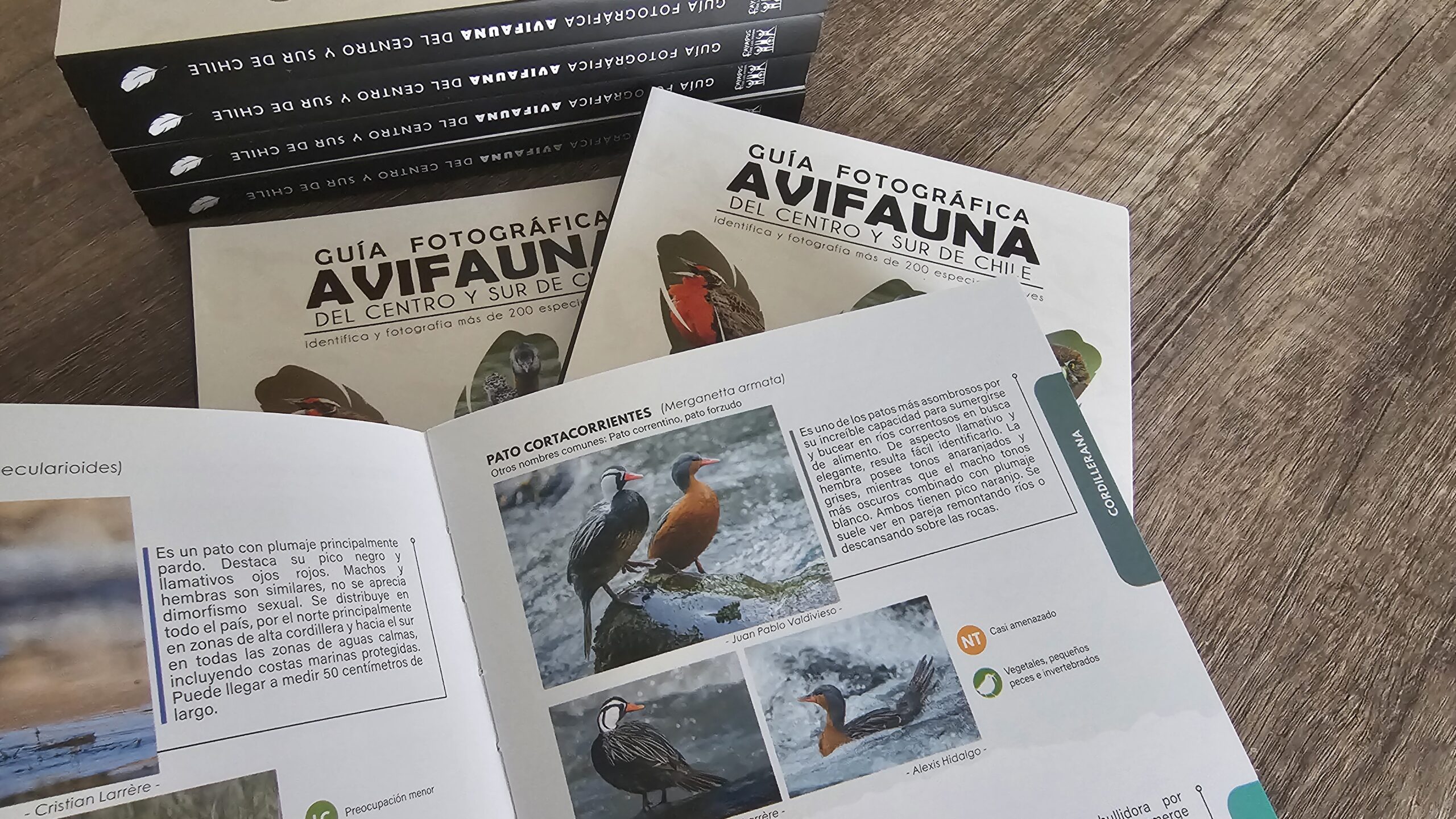 guía fotográfica de avifauna del centro y sur de chile guía fotográfica de avifauna del centro y sur de chile